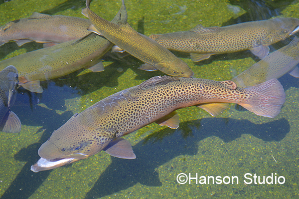 Trout